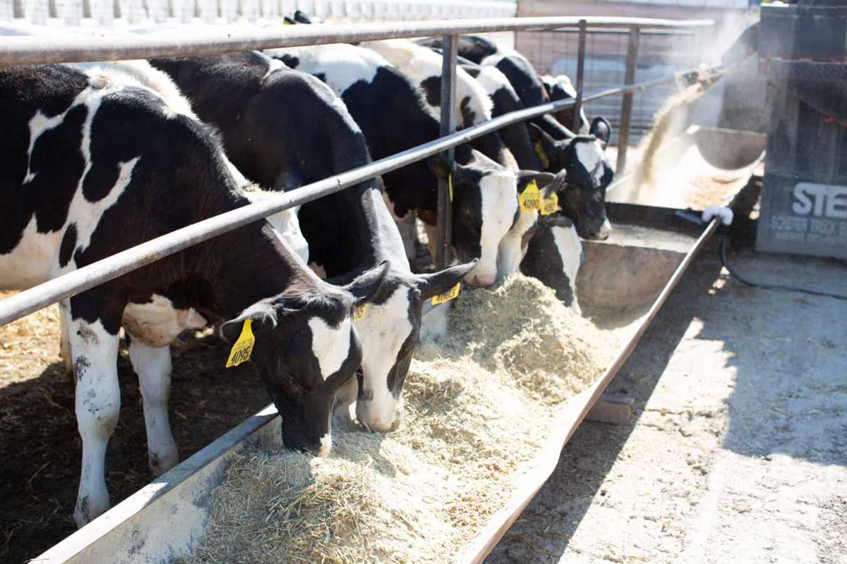 What Is the Environmental Impact of Milk? Dive Into Dairy Sustainab...