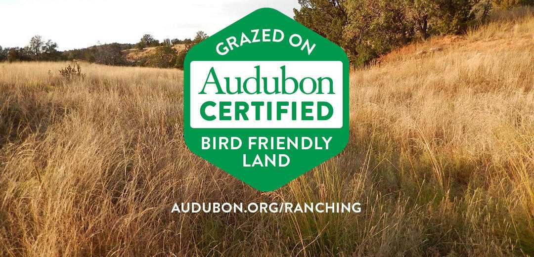 How conservation ranching is saving grassland birds by National Audubo
